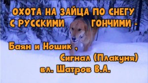 ОХОТА НА ЗАЙЦА ПО СНЕГУ С РУССКИМИ ГОНЧИМИ - Баян , Сигнал (Плакуня) и Ношик вл. Шатров В.А.#hunti