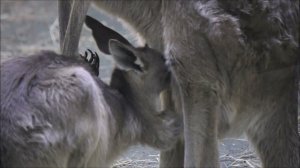 Кенгурёнок сосёт молоко у мамы 16.02.2026