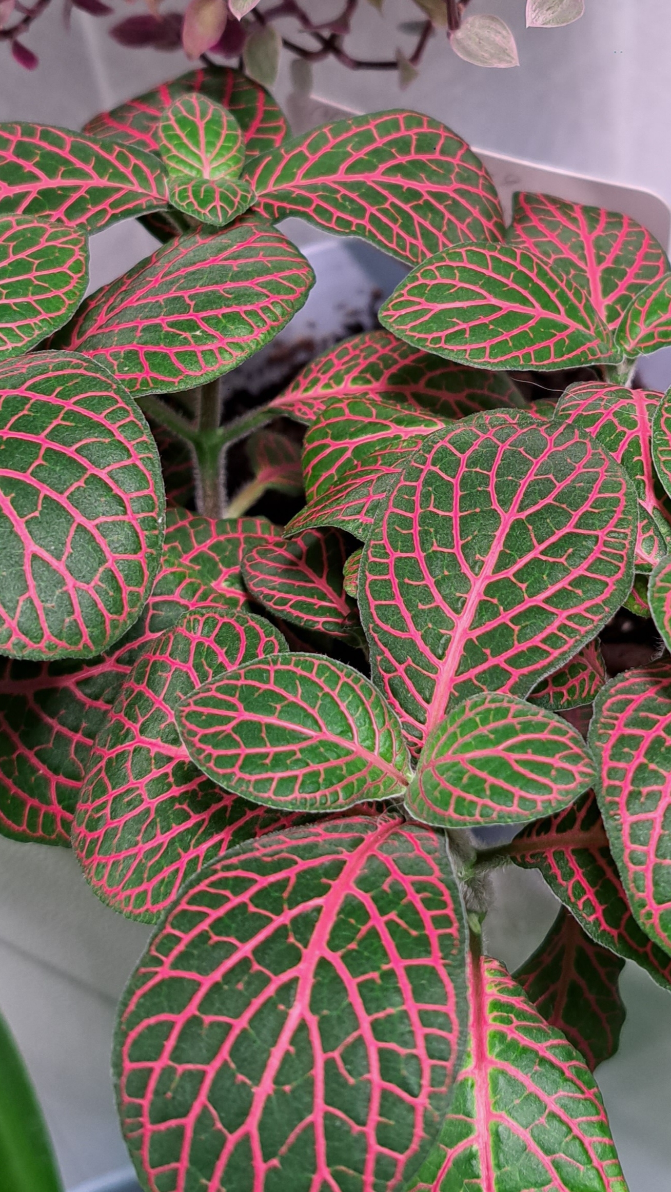 Фиттония. Комнатное растение 🪴 #комнатныерастения #растения #цветы #фиттония #сад #огород #хобби смотреть онлайн