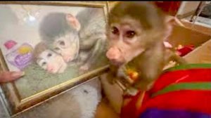 Степашка за 30 секунд выпивает тюбик с пюрешкой, Маня помогает другу устанавливать МИРОВОЙ РЕКОРД!