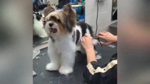 Груминг бивер йорк