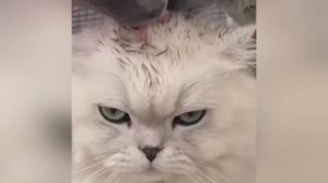 Самые смешные коты на свете!