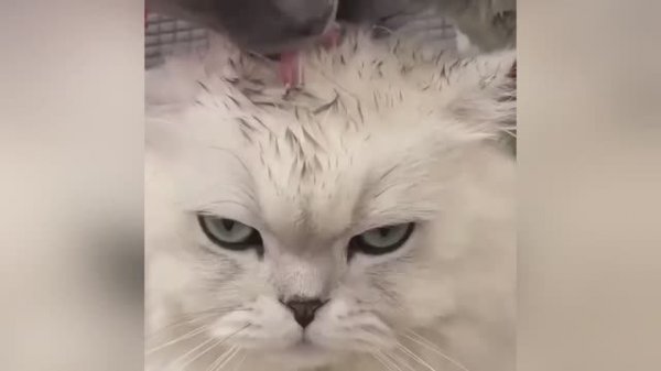 Самые смешные коты на свете!