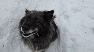 Февральская погодка, серая непоседа и вечер за работой у печки