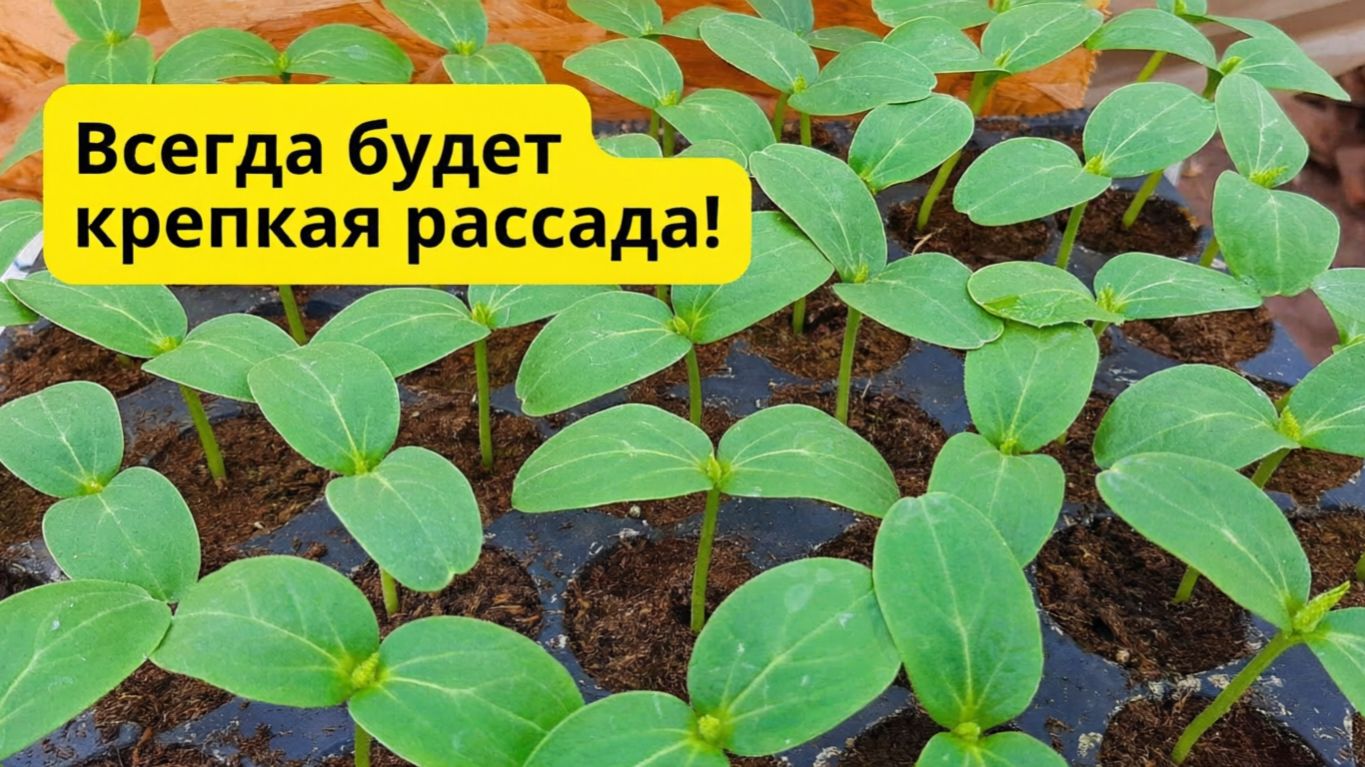 Рассада огурцов Два разных но отличных способа выращивания смотреть онлайн