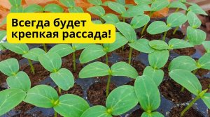 Рассада огурцов Два разных но отличных способа выращивания