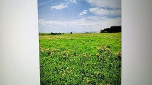 Рыма Чек- зелень и овощи пусть жуют коровы