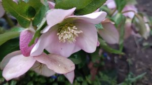 Прогулка по Южному саду в феврале 17.02.2026г.#садснуля#любимыйсад#весна#красота