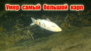 Умер зеркальный карп