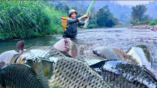 Девушка перекрывает большой ручей, чтобы поймать гигантскую рыбу. Традиционные навыки рыбалки.