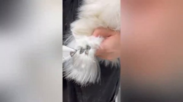 Груминг мальтезе