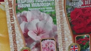 Пеларгония из семян. Посев сеян новым способом #семена #герань #пеларгония #цветы #посевгерани