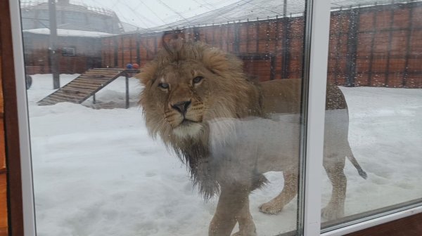 Как лев Шерхан провел День Всех Влюбленных.