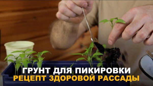 СТРУКТУРА И ПИТАТЕЛЬНОСТЬ ГРУНТА ДЛЯ ПИКИРОВКИ. Какой грунт приготовить для пикировки рассады овощей