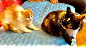 Мама-кошка ПРИШЛА к нам и ТАК ВСТРЕТИЛА своих котят, что Влад сразу захотел ее отправить из дома!