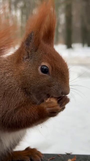 Вот так ловко белка Далее см описание ✴️🕵️🌞 смотреть онлайн