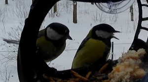 Вечерний жор, вечерний жор. Как много птиц наводит он.