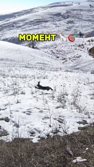 Охота на зайца 🎯