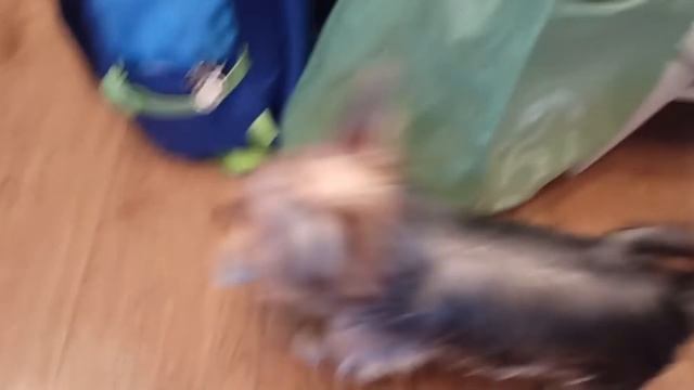 ЧТО НАША ЖИЗНЬ-ИГРА! ЙОРК КИКИ