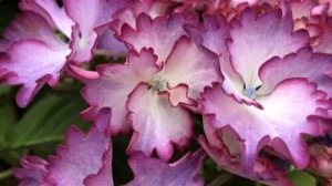 6.Френч Канкан Блю (French Cancan Blue) серия Rendez Vous (Рандеву) зимует в условиях квартиры.