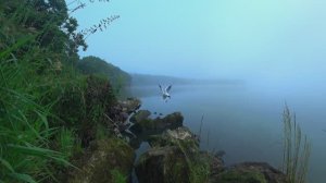 Расслабляющие звуки туманного Камчатского озера на рассвете - расслабляющие звуки