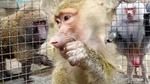 Рокки ПРОМЕНЯЛ БУЛОЧКУ на креветки?! Люся, Степа и Маня зажрались, а Елисей хрюкает от удовольствия!