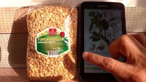 1219 горох снижение веса ЗОЖ ПП с тёртым сыром чесноком перцем маслом сытное диета лишний вес