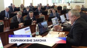 В Нижегородской области борщевик Сосновского планируют внести в список опасных сорняков