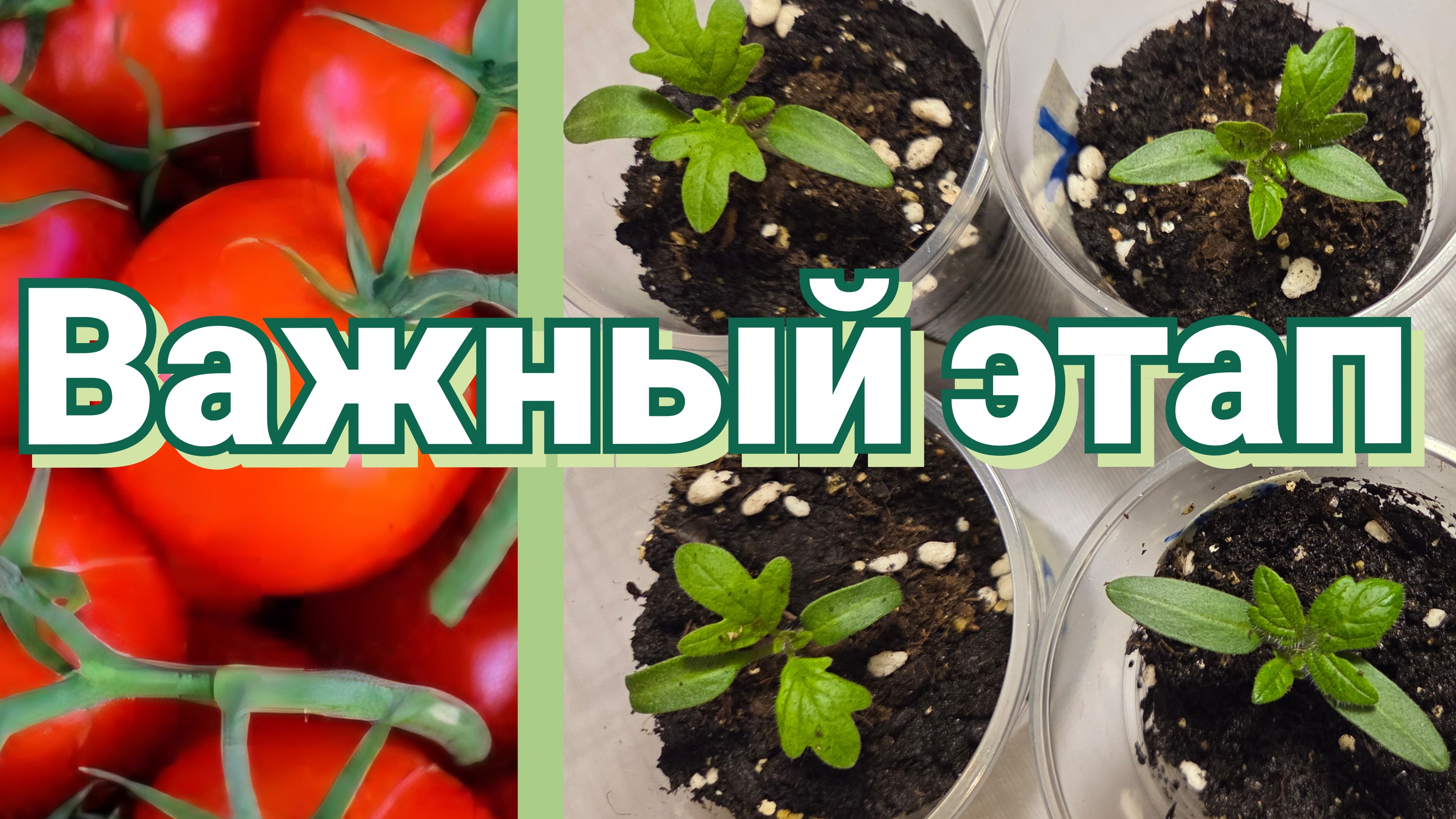 Рассада томатов. Первые настоящие листья. Что делать? смотреть онлайн