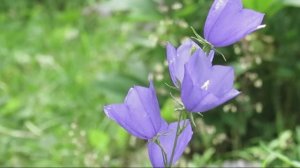 ВетерокИюнь1