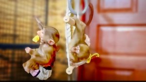 Майя ПОВЗРОСЛЕЛА,она не снимает памперсы ,не лезет к попугаям и чудесно осваивает шведскую стенку!