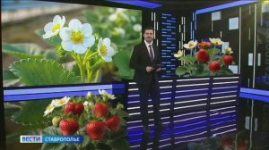 В тепличных комплексах Ставрополья цветёт клубника