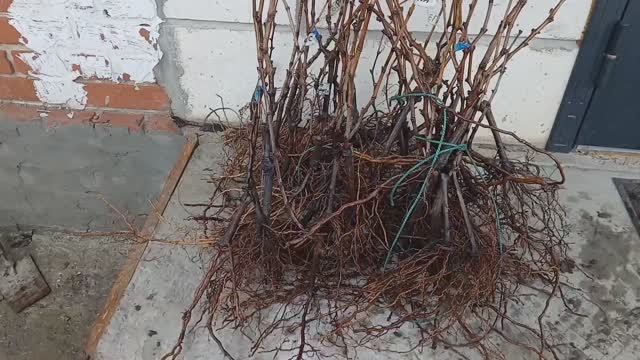 Саженцы весна 2026.Пишите Телеграмм 89891221951 смотреть онлайн