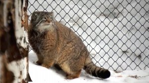 Манулы Домовенок и Брусничка: Поймай меня, если сможешь!