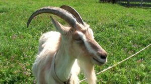 ❤️СЕРДЦЕ СЖИМАЕТСЯ ОТ КРАСОТЫ  - Избушка_Full-HD.mp4