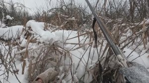 ЭКШЕН ОХОТА НА ЗАЙЦА. ЧУТЬ НЕ УТОНУЛ В БОЛОТЕ)))