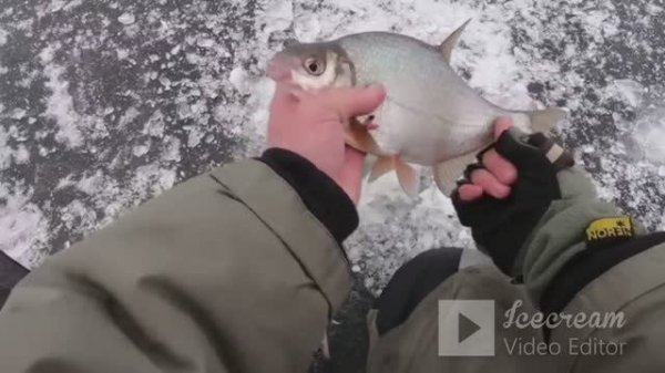 Ловля Крупной Плотвы.леска скрепит