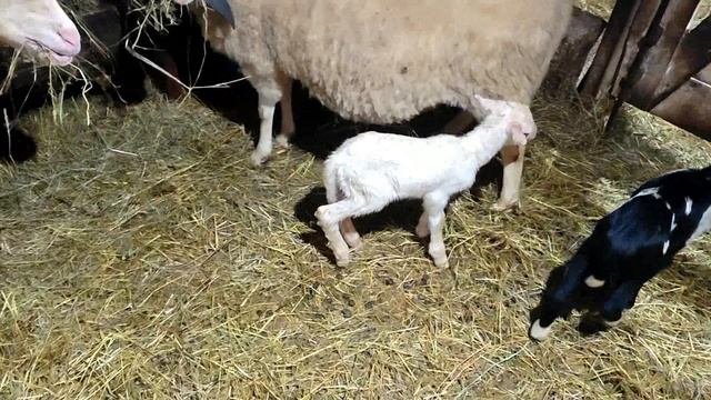 ЛЕША УЕХАЛ ОДНА НА ХОЗЯЙСТВЕ! смотреть онлайн