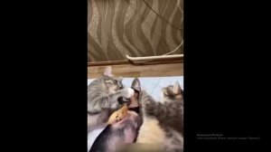 Реакция (часть 2)