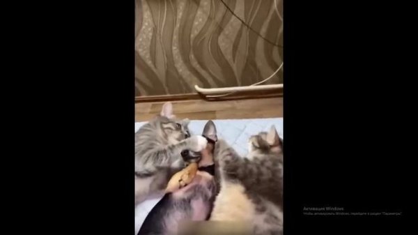 Реакция (часть 2)