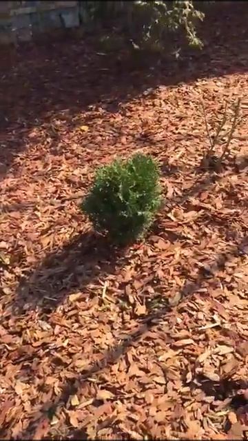 Как выглядит участок с корой лиственницы 3-6 см