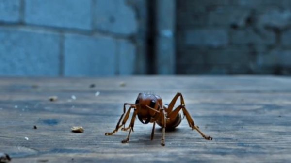 AntRoom представляет.mp4