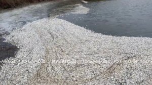 В Щербиновском районе начали проверку после массовой гибели рыбы в пруду