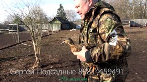 Купить подсадную \ Чубарые, Семёновские, Серебрянки