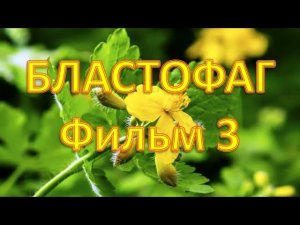 Бластофаг из травы  чистотела для наружного применения. Фильм 3.
