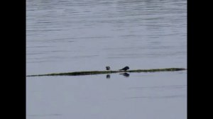 На Томи у села Варюхино(отдых) - 2022 г