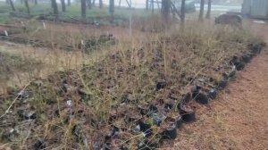 Наша плантация в середине зимы Часть 1