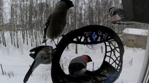 Один самец и три самочки, без регистрации и смс.