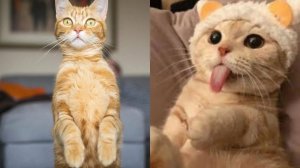 Смешные и забавные животные 😻😺 Лучшие приколы с животными 🐶 Подборка забавных животных