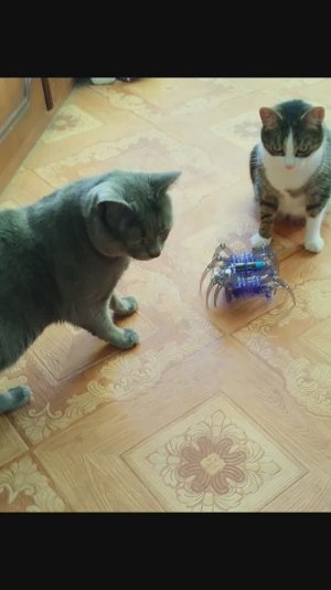 Мои всходы на 18 февраля 2026гСанкт Петербург.